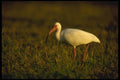 008135 White Ibis A4 Photo Print