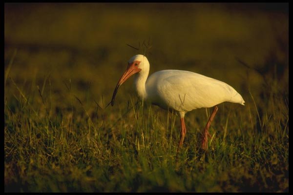 008135 White Ibis A4 Photo Print