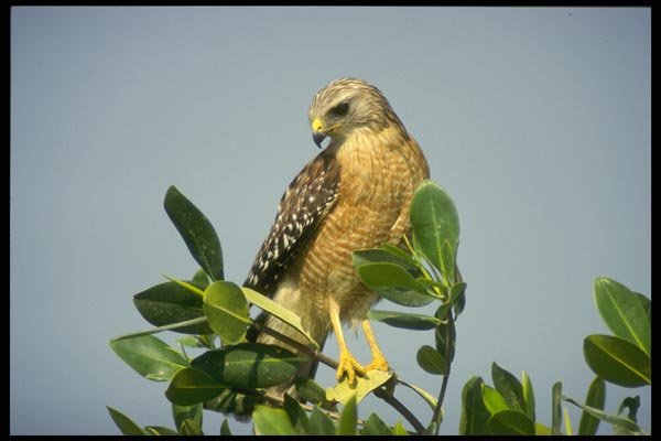 008136 Red Shouldered Hawk A4 Photo Print