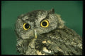 008137 Screech Owl A4 Photo Print