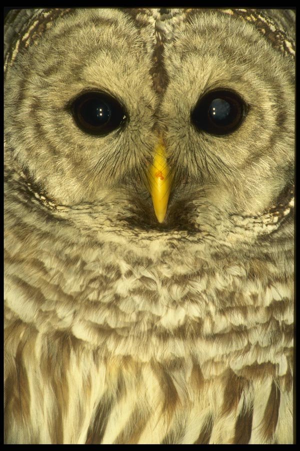 008138 Barred Owl A4 Photo Print