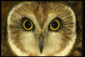 008139 Short Eared Owl A4 Photo Print