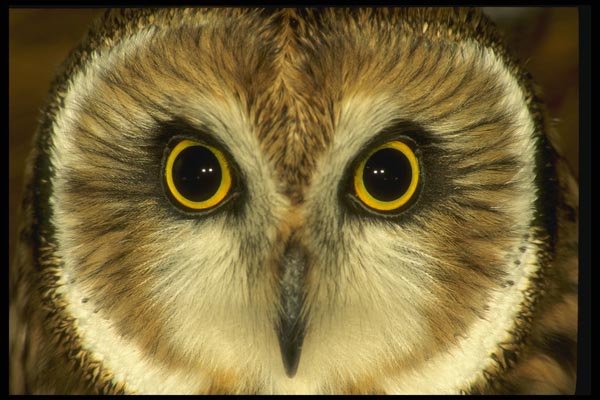 008139 Short Eared Owl A4 Photo Print