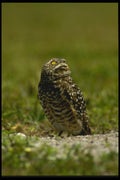 008140 Burrowing Owl A4 Photo Print