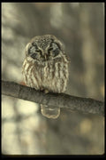 008141 Boreal Owl A4 Photo Print