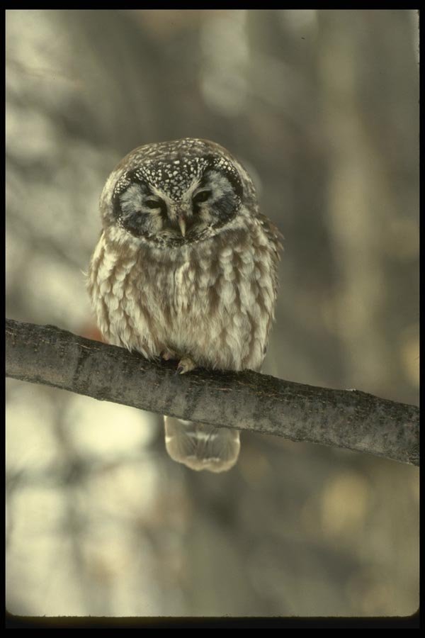 008141 Boreal Owl A4 Photo Print