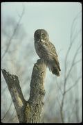 008142 Great Gray Owl A4 Photo Print