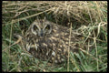 008143 Short Eared Owl A4 Photo Print
