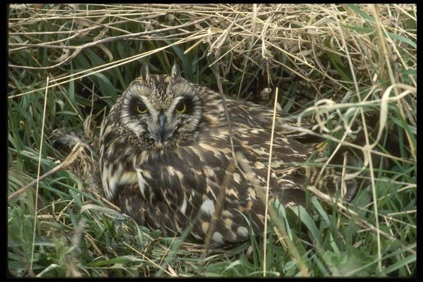 008143 Short Eared Owl A4 Photo Print