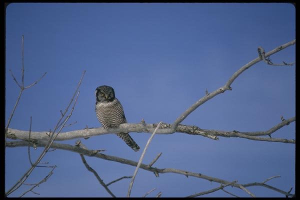 008144 Northern Hawk Owl A4 Photo Print