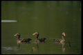 008145 Black Bellied Whistling Ducks A4 Photo Print