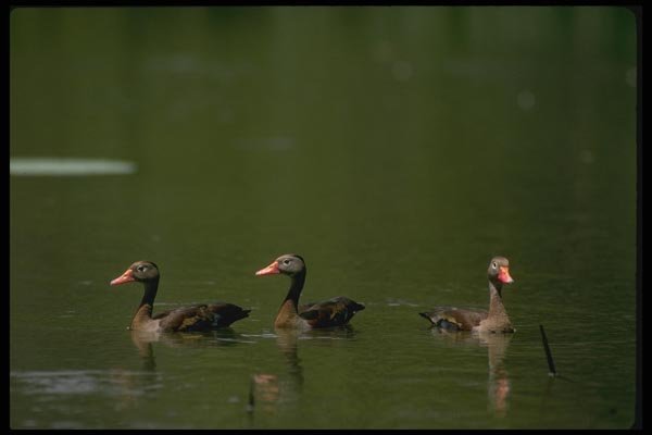 008145 Black Bellied Whistling Ducks A4 Photo Print