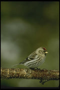 008146 Common Redpoll A4 Photo Print