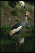 008147 Crowned Crane A4 Photo Print