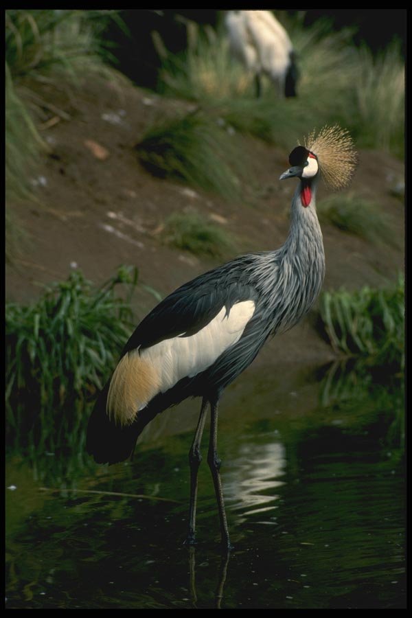 008147 Crowned Crane A4 Photo Print