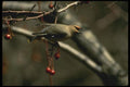 008148 Bohemian Waxwing A4 Photo Print