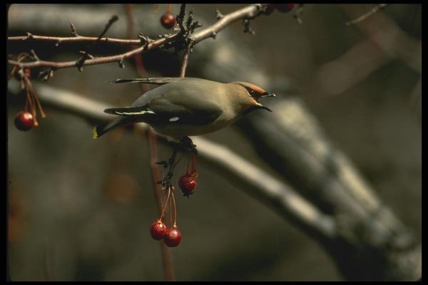008148 Bohemian Waxwing A4 Photo Print