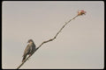 008149 White Winged Dove A4 Photo Print