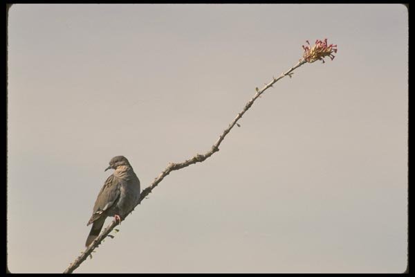 008149 White Winged Dove A4 Photo Print