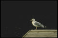 008150 Herring Gull A4 Photo Print