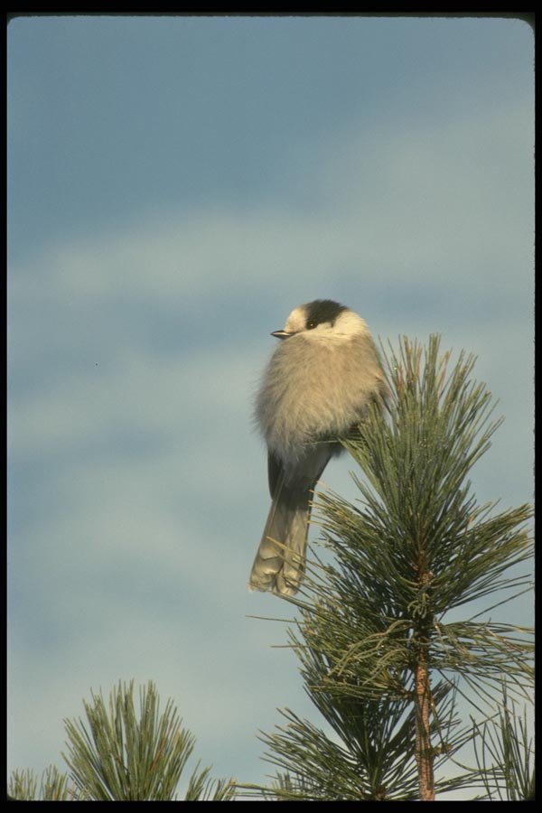008151 Gray Jay A4 Photo Print
