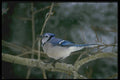 008152 Blue Jay A4 Photo Print