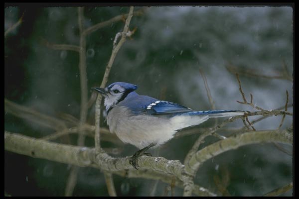 008152 Blue Jay A4 Photo Print