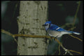 008153 Blue Jay A4 Photo Print