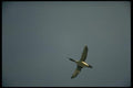 008154 Common Loon A4 Photo Print