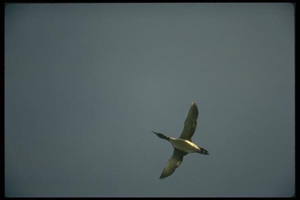 008154 Common Loon A4 Photo Print