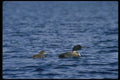008155 Common Loon Chick A4 Photo Print