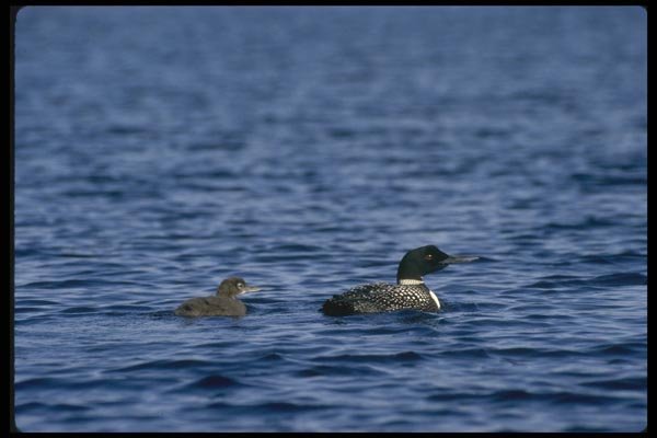008155 Common Loon Chick A4 Photo Print