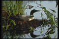 008156 Common Loon On Nest A4 Photo Print