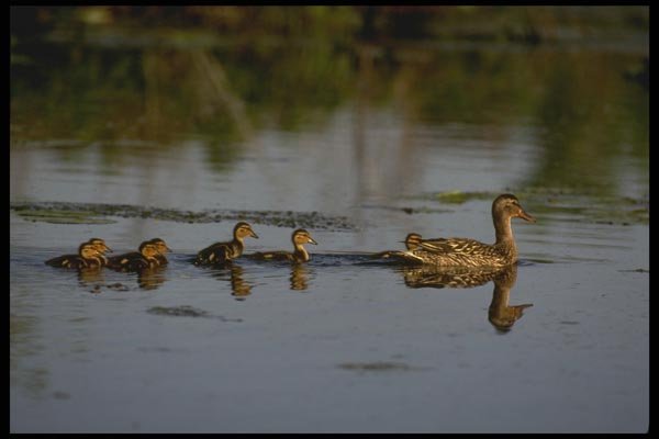 008157 Mallard Duck With Chicks A4 Photo Print