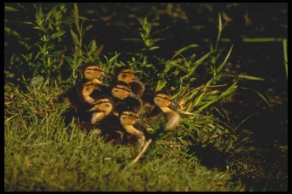 008158 Mallard Ducklings A4 Photo Print