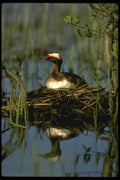 008159 Horned Grebe A4 Photo Print
