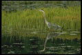 008160 Great Blue Heron A4 Photo Print