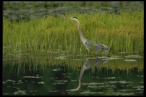 008160 Great Blue Heron A4 Photo Print