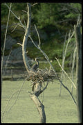 008161 Great Blue Heron A4 Photo Print
