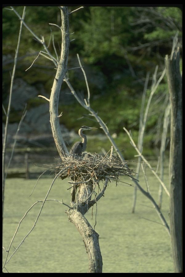 008161 Great Blue Heron A4 Photo Print