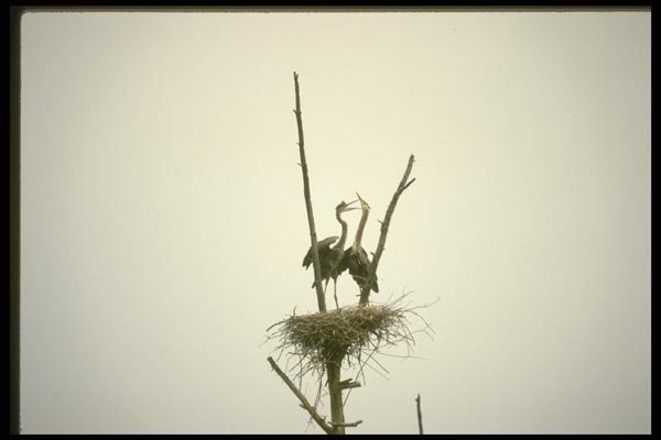 008162 Great Blue Heron About To Feed Young A4 Photo Print