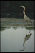 008163 Great Blue Heron A4 Photo Print