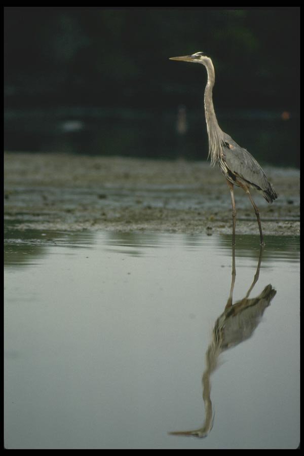 008163 Great Blue Heron A4 Photo Print
