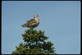 008164 Whimbrel Preening On Top Of Tree A4 Photo Print
