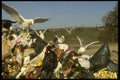 008165 Gulls Feeding From Garbage Site A4 Photo Print