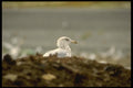 008166 Gull Perched On Top Of Compost Pile A4 Photo Print