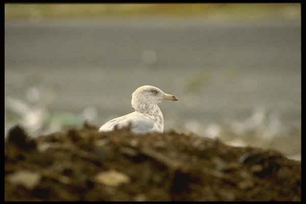 008166 Gull Perched On Top Of Compost Pile A4 Photo Print