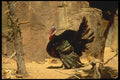 008167 Wild Turkey A4 Photo Print