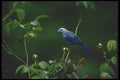 008168 Blue Gray Tanager A4 Photo Print