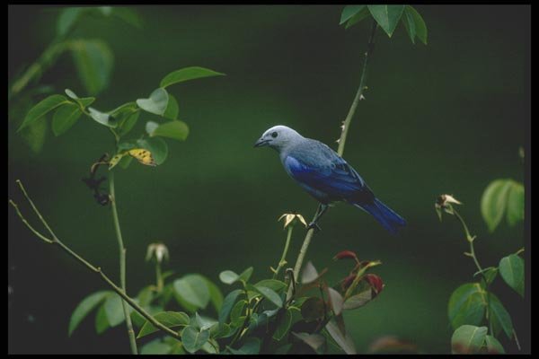 008168 Blue Gray Tanager A4 Photo Print